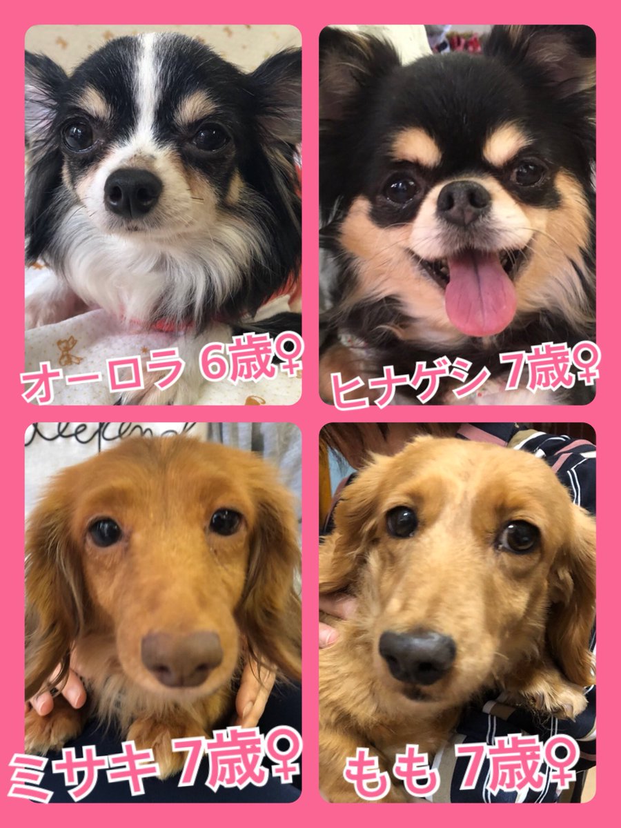 🐾今日の里親様募集中ワンコ🐶メンバーです🐾2019,6,24